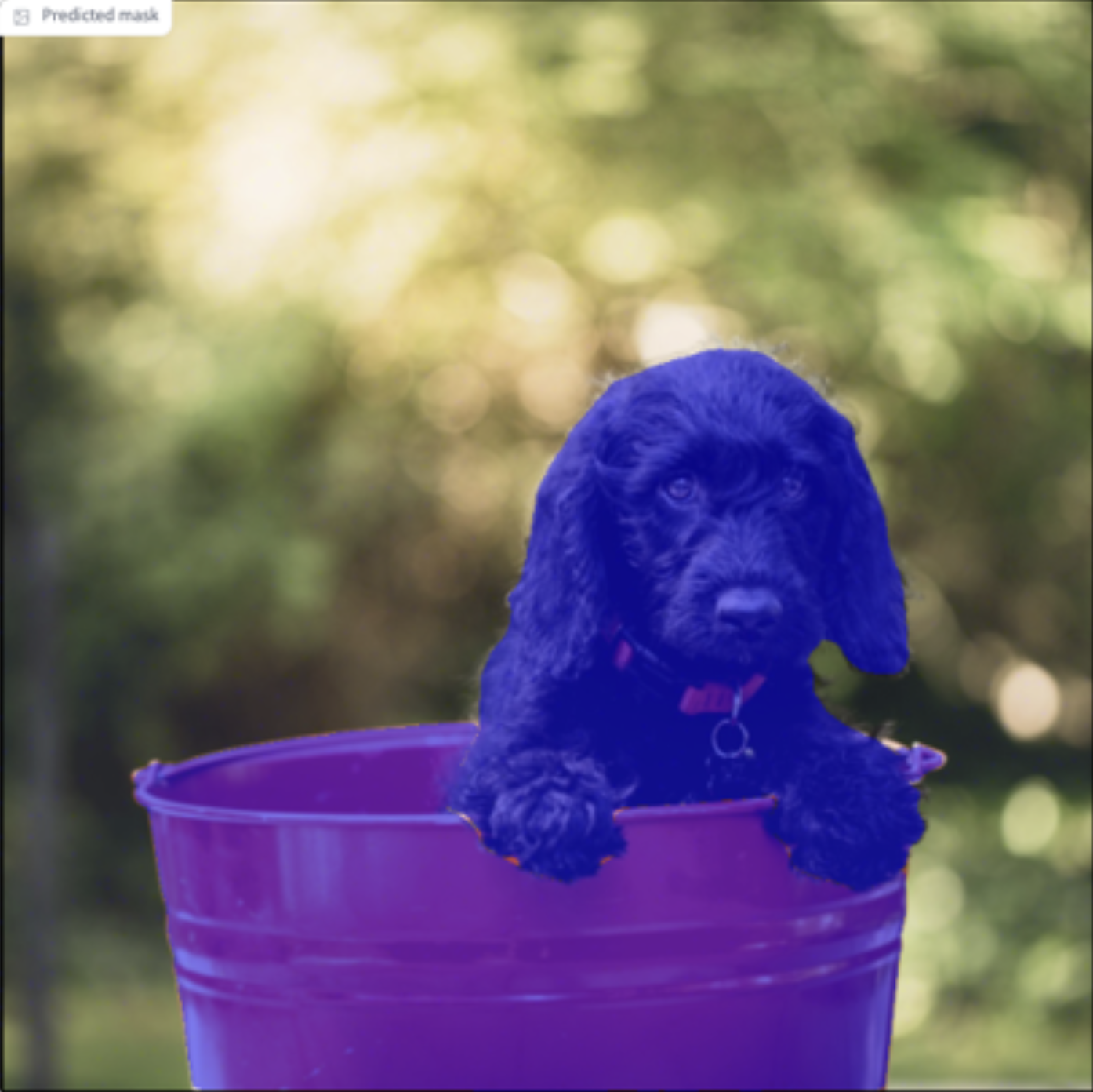 Un chien dans un seau