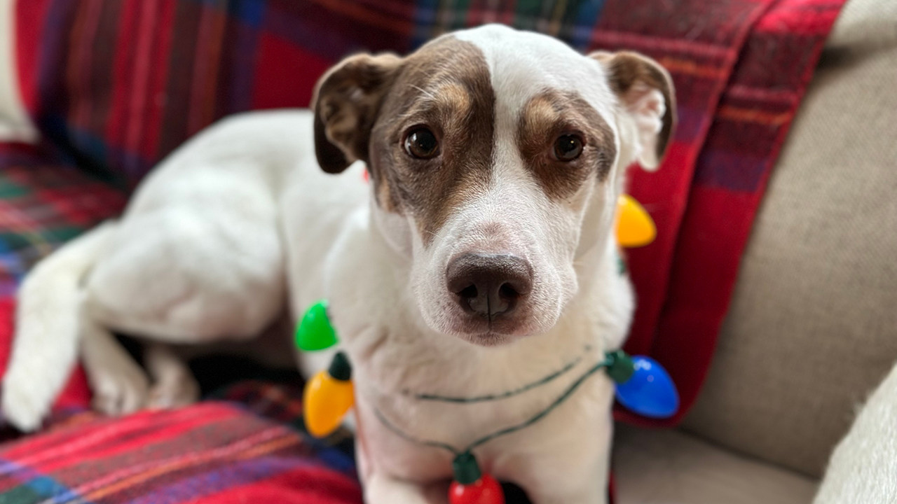 White dog with brown patches wearing a colorful Christmas light necklace on a plaid couch.