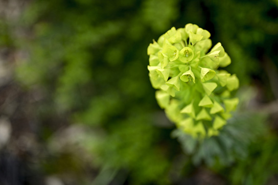 Vista aproximada de uma flor verde vibrante com pétalas fechadas em formato esférico.